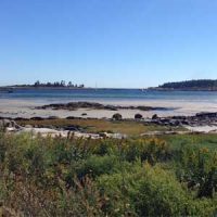 The Cape Porpoise Community!