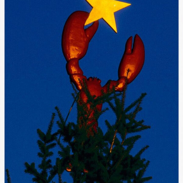Lobster Christmas Tree Postcard by B A King